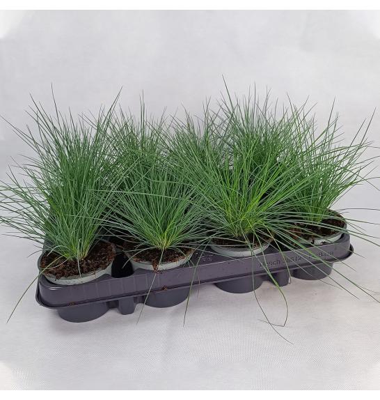 Okrasne trave Festuca glauca Ø9