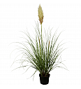 Cortaderia selloana C5 Lit.