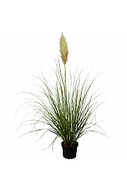 Cortaderia selloana C5 Lit.