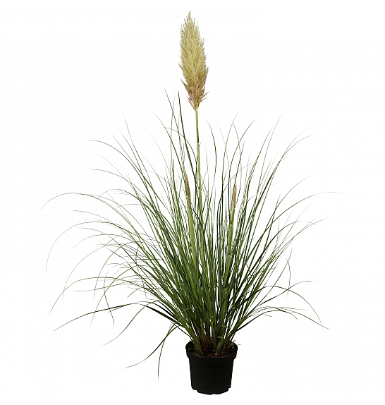 Cortaderia selloana C5 Lit.