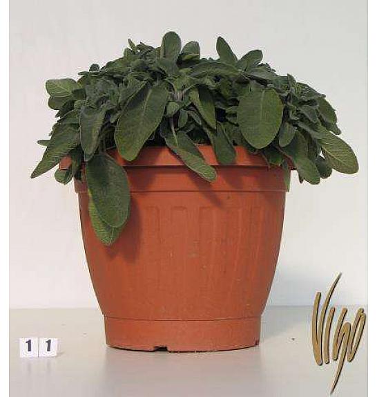 Salvia officinalis Ø30