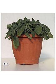 Salvia officinalis Ø30