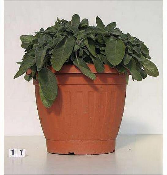 Salvia officinalis Ø30