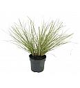 Cortaderia selloana C3 Lit.