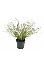 Cortaderia selloana C3 Lit.