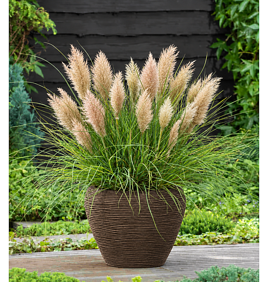 Cortaderia seloana C2 Tiny Pampas