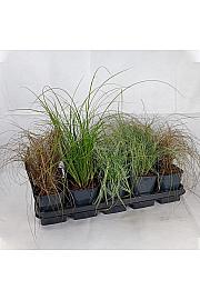 Carex Ø 12 mix