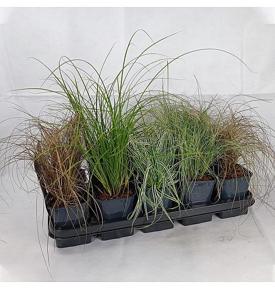 Carex Ø 12 mix