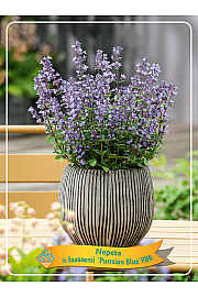 Nepeta x faasenii Purssian Blue Ø11
