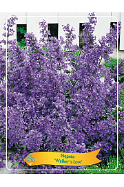 Nepeta Walkers Low Ø11