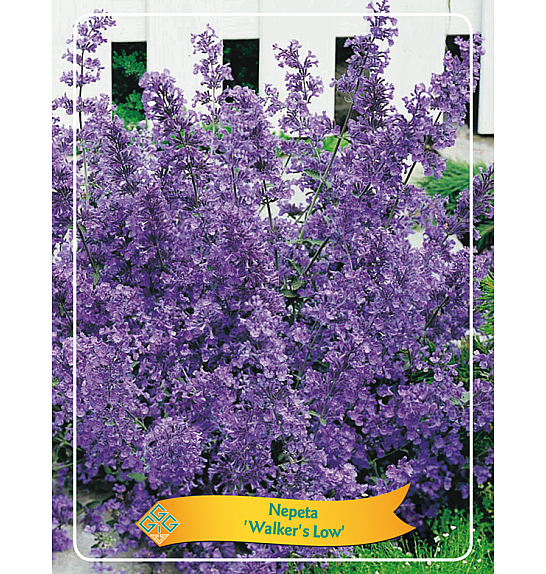 Nepeta Walkers Low Ø11