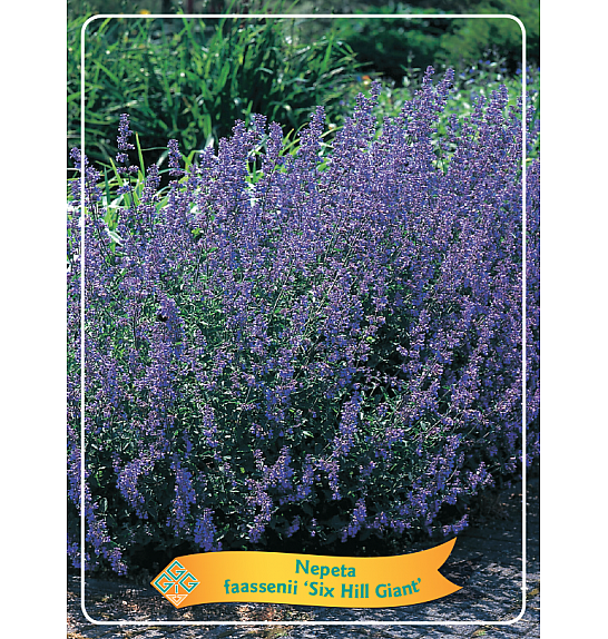 Nepeta faasenii Six Hills Giant Ø11