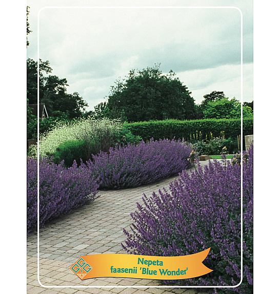Nepeta faasenii Blue Wonder Ø11