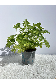 Petroselinum crispum neapolitanum Ø9
