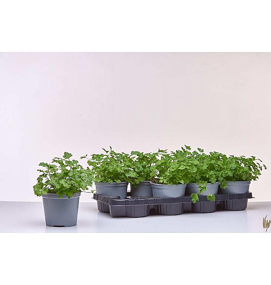 Petroselinum crispum neapolitanum Ø14