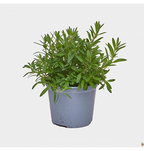 Hyssopus officinalis Ø14