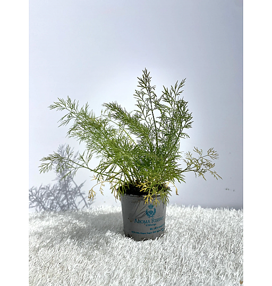 Anethum graveolens Ø9