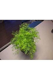 Anethum graveolens Ø14