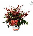 Nandina domestica Obsessed® C2 Lit. 20 cm