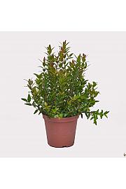 Myrtus communis Ø14