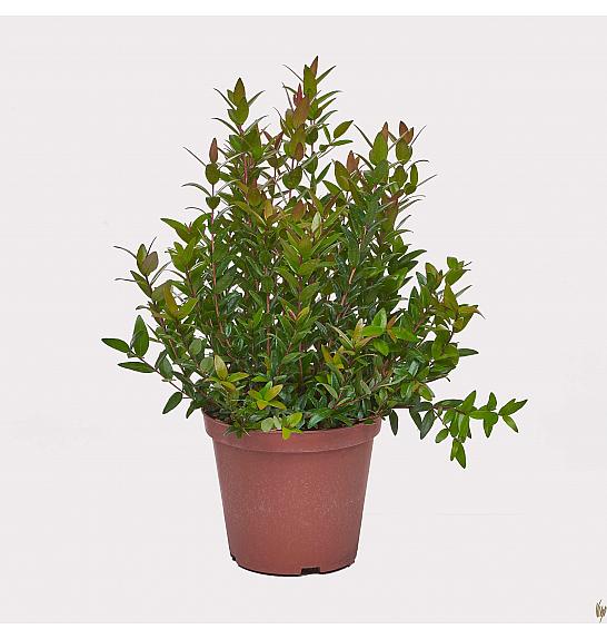 Myrtus communis Ø14