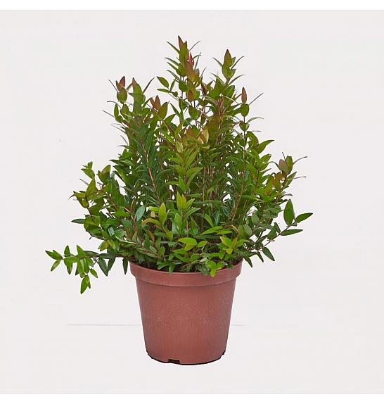 Myrtus communis Ø14