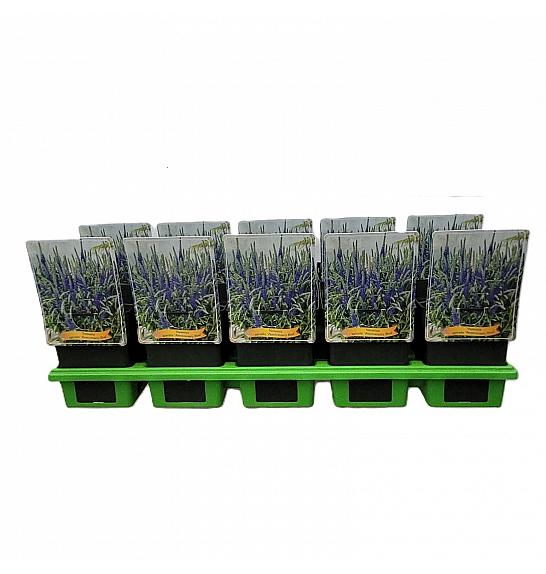 Veronica spicata Anniversary Blue Ø11