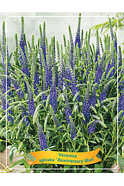 Veronica spicata Anniversary Blue Ø11