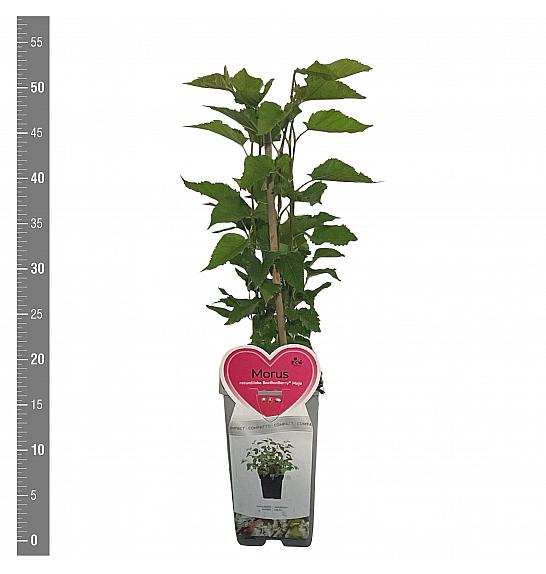 Morus rubra Mojo Berry C2 Lit. 30-40 cm