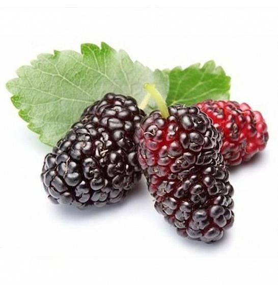 Morus rubra Mojo Berry C2 Lit. 30-40 cm