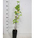 Morus nigra C2 Lit. 40-50 cm