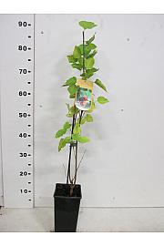 Morus nigra C2 Lit. 40-50 cm