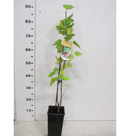 Morus nigra C2 Lit. 40-50 cm