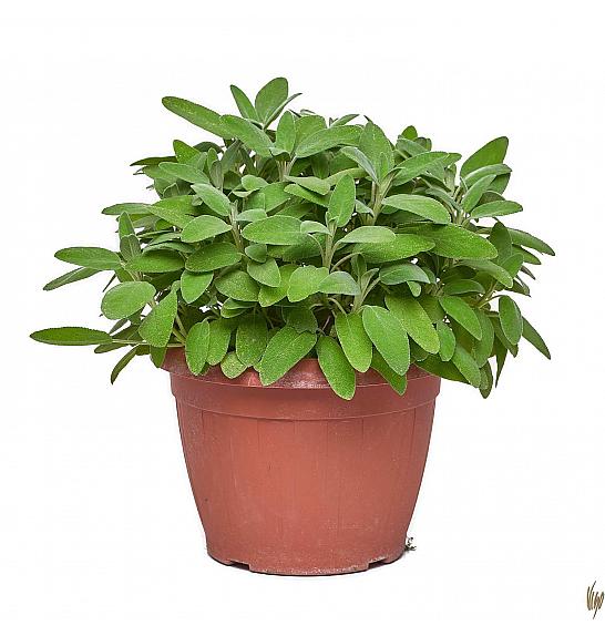 Salvia officinalis Ø25