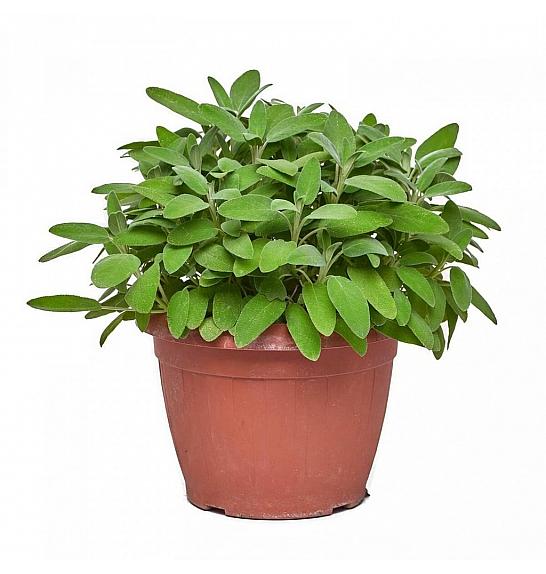 Salvia officinalis Ø25