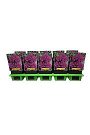Monarda Purple Lace Ø11