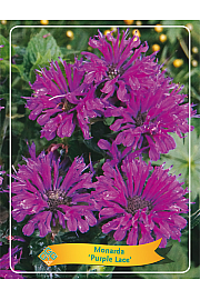 Monarda Purple Lace Ø11