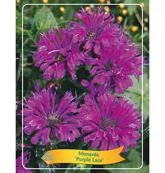 Monarda Purple Lace Ø11