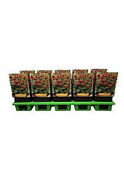 Monarda Fireball Ø11