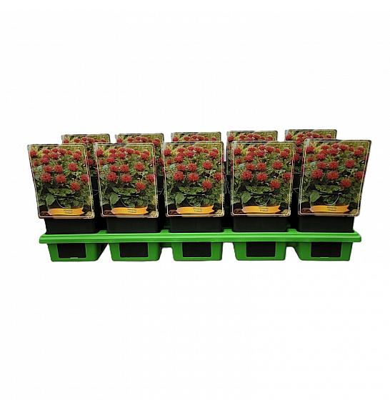 Monarda Fireball Ø11