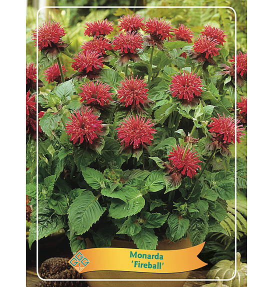 Monarda Fireball Ø11