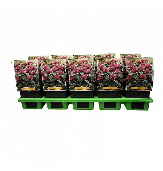 Monarda Herberts Purper Ø11