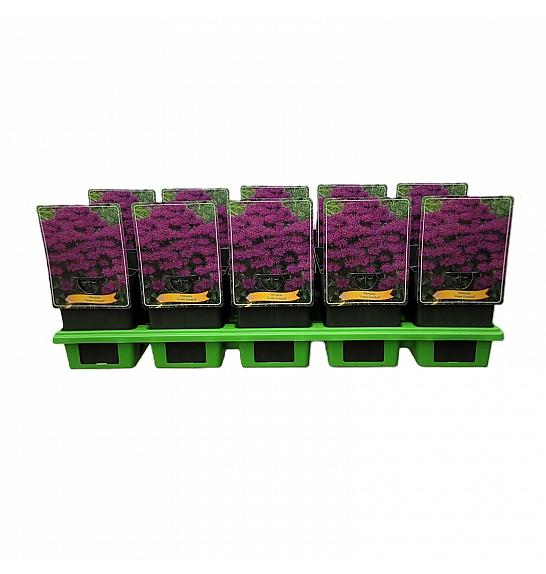 Monarda Grape Gumball Ø11