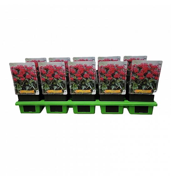 Monarda didyma Balmy Rose Ø11