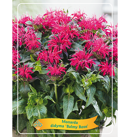 Monarda didyma Balmy Rose Ø11
