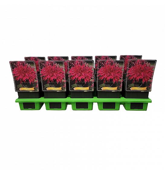 Monarda didyma Balmy Purple Ø11