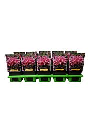 Monarda didyma Balmy Pink Ø11