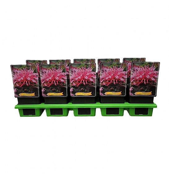 Monarda didyma Balmy Pink Ø11