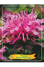 Monarda didyma Balmy Pink Ø11