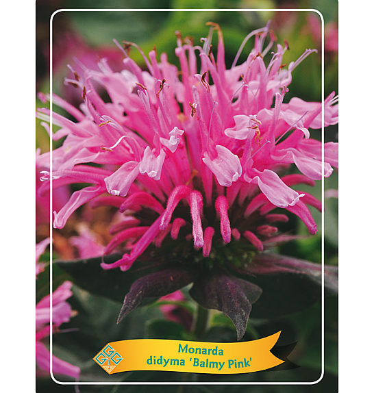 Monarda didyma Balmy Pink Ø11